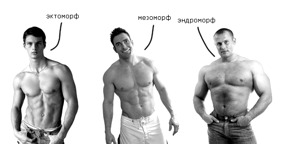 Типы телосложения